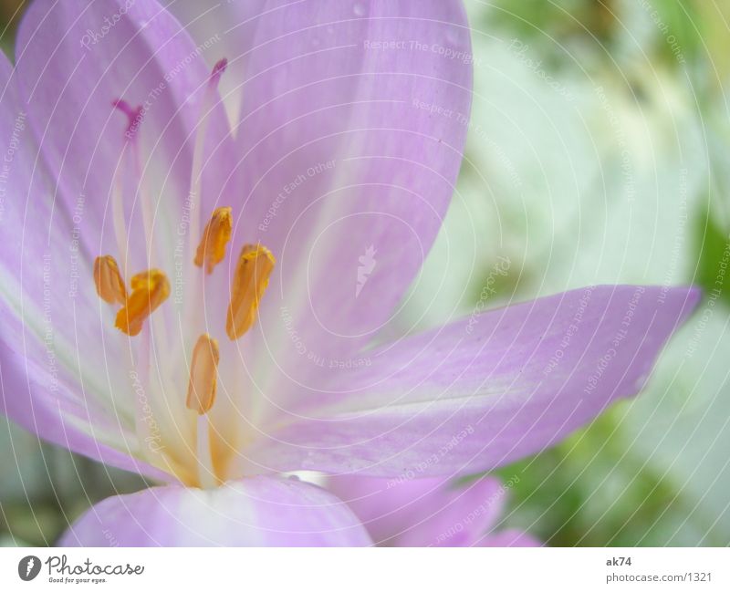 AutumnTimeLos Flower Blossom Pink Meadow saffron