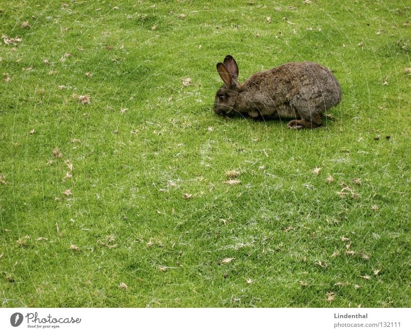 dainty Halme!!!! Hare & Rabbit & Bunny Meadow To feed Delicious Blade of grass Hop Long Right Green Animal Mammal bunny Nutrition mhh mmh Ear Above rammer