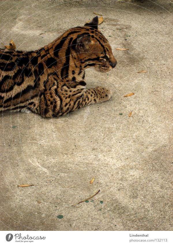 Some wildcat... Pelt Cat Pattern Animal Mammal Ocelot Copy Space bottom Partially visible Section of image Animal portrait Calm Serene