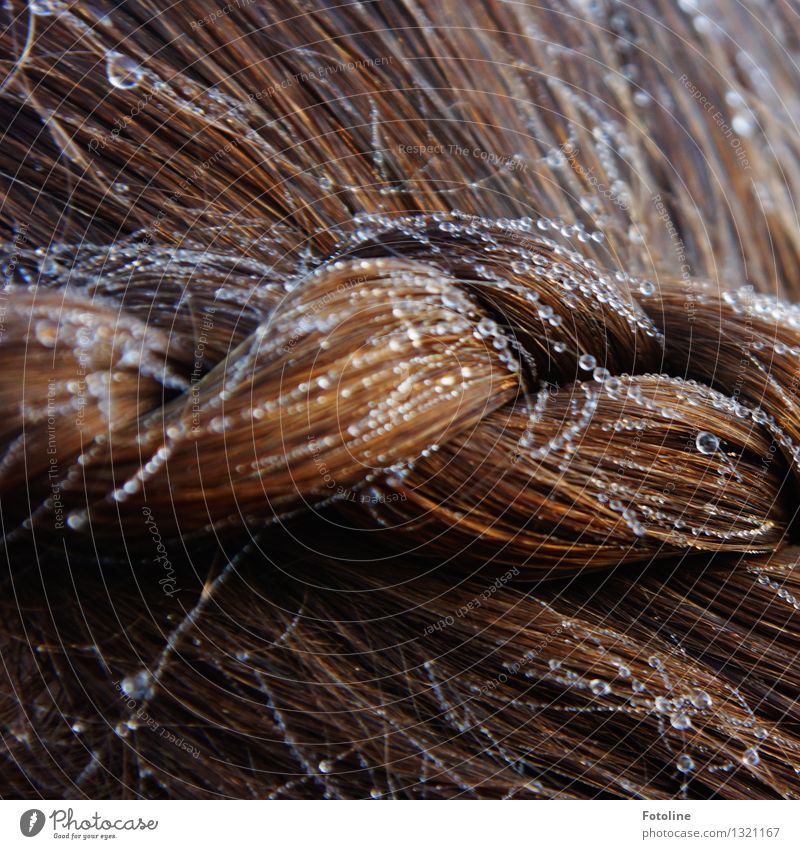 hair art Human being Feminine Child Girl Hair and hairstyles 1 Water Drops of water Near Wet Natural Brown Plaited Hair accessories Hair colour Colour photo