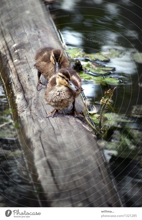 Two young ducks on a tree trunk over the water Duckling Duck walk 2 Animal Joist Cute Soft Goose step Waddle Curiosity Behind one another Tree trunk