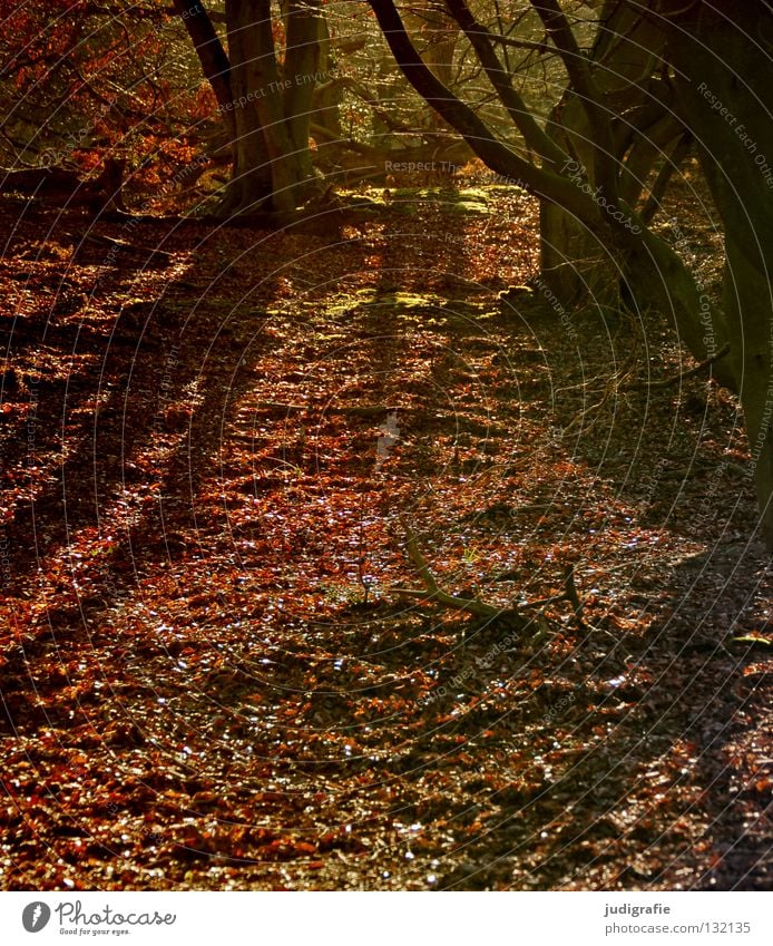 fairytale forest Darss Forest Tree Leaf Beech tree Deciduous tree Woodground Autumn Winter Environment Virgin forest National Park Colour Shadow Nature