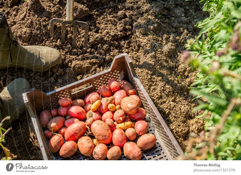 harvest time Vegetable Fruit Summer Garden Gardening Nature Plant Agricultural crop Field Work and employment Harvest digging fork Potatoes Garden plot