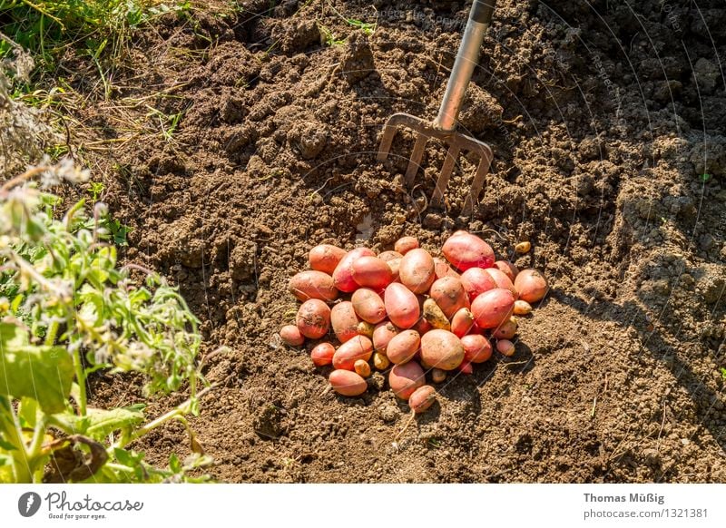 harvest time Vegetable Fruit Summer Garden Gardening Nature Plant Agricultural crop Field Work and employment Harvest digging fork Potatoes Garden plot