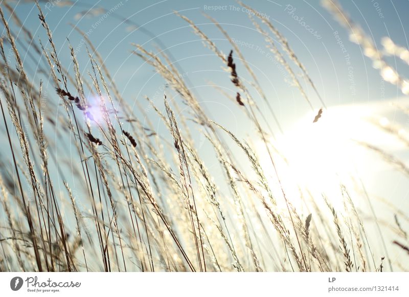 sunset in the wineyard 4 Elements Air Sky Sun Sunrise Sunset Sunlight Climate Beautiful weather Garden Park Meadow Field Uniqueness Warmth Emotions Moody