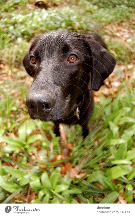 dog's head Dog Black Autumn Green Brown Leaf Club moss Lop ears Brown eyes Snout Loyalty Dog tag Mammal woof Eyes