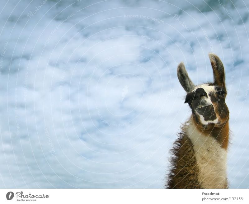 crisp Switzerland Animal Modest Arrogant Animalistic Llama Camel Pelt Bushy Clouds Funny Headstrong Sweet Pack animal Wool Frontal Mammal froodmat Ear Sky Blue