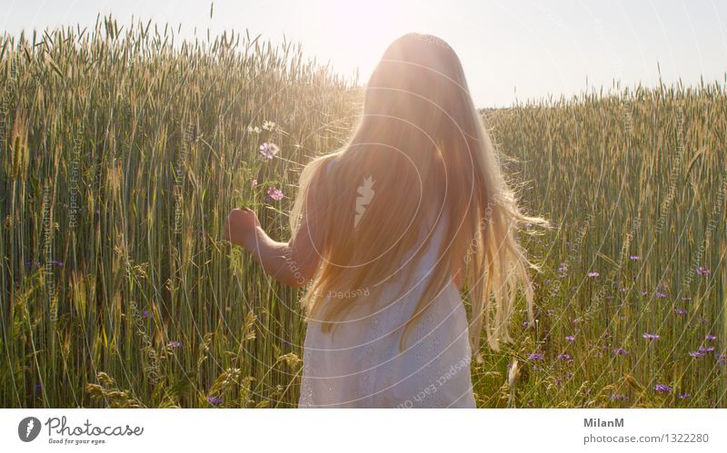 So free Freedom Summer Girl Infancy 3 - 8 years Child Nature Landscape Sunlight Field Touch Fragrance Going Happy Bright Warmth Contentment