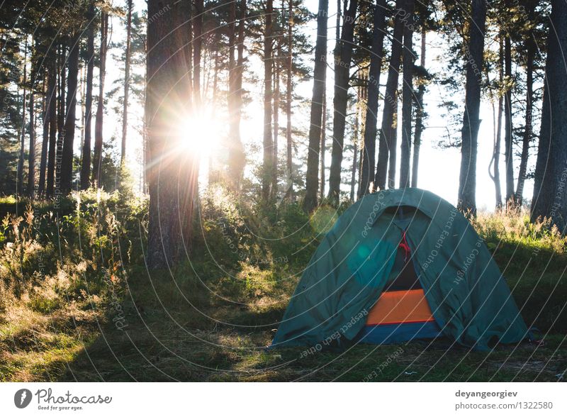 Tent in the forest on sunlight Beautiful Relaxation Leisure and hobbies Vacation & Travel Tourism Trip Adventure Camping Summer Sun Hiking Nature Landscape Tree