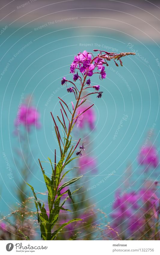 turquoise-pink II Elegant Style Nature Landscape Earth Water Summer Beautiful weather Bushes Leaf Blossom Wild plant alpine flowers Lakeside Lünersee Blaze