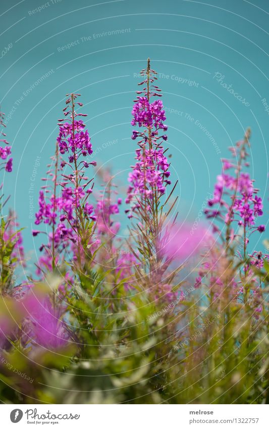 pause Elegant Style Environment Nature Water Summer Beautiful weather Flower Grass Bushes Blossom Wild plant alpine flowers Lakeside Lünersee Blaze