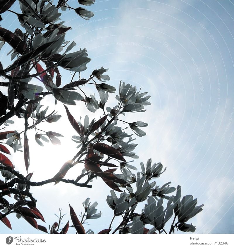 Branches and blossoms of the star magnolia in the back light in front of a light blue sky Spring April May Spring fever Blossoming Blossom leave Tree Bushes