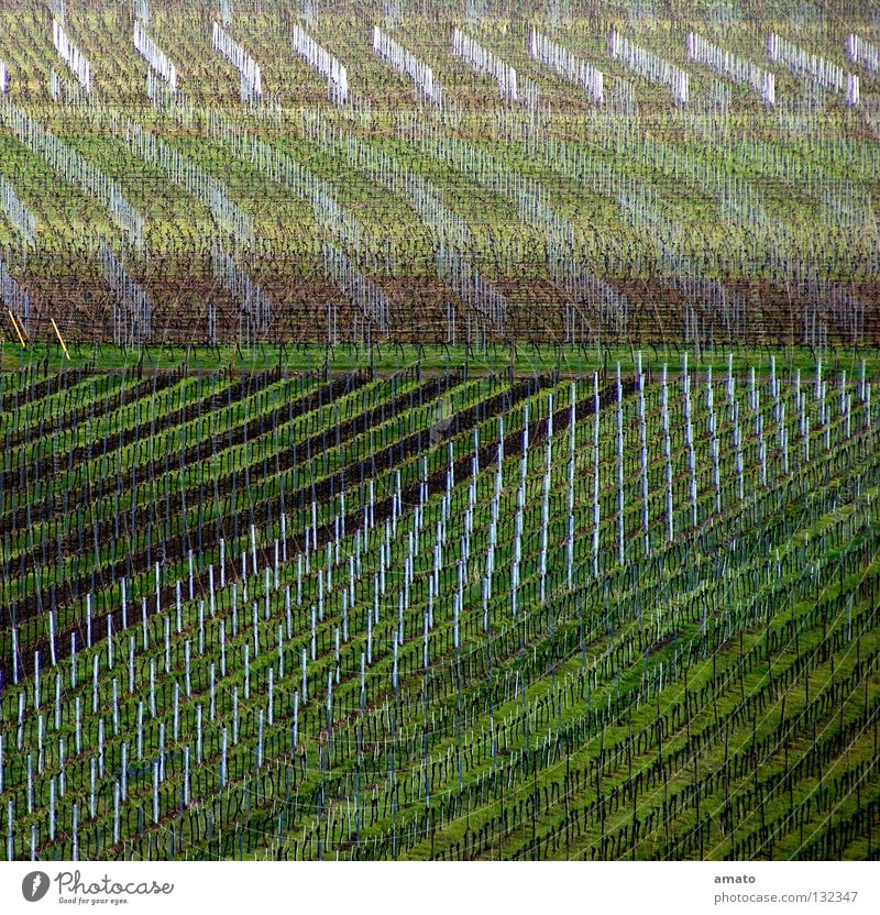 Viticulture in the Palatinate Vine Vorderpfalz Haardt expensive Huxel vine Wine growing Monoculture Vineyard Deserted