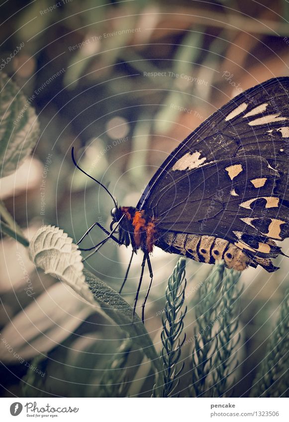 counted Nature Butterfly 1 Animal Nostalgia Transience Autumnal Colour photo Subdued colour Exterior shot Macro (Extreme close-up) Pattern Structures and shapes