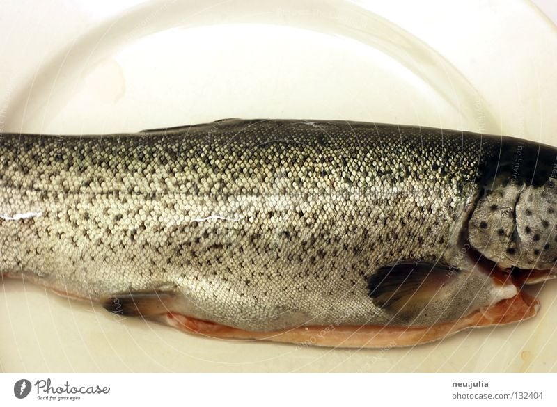 Dinner 02 Tails Ocean Plate Fishing (Angle) Raw Disgust Fresh Catch Nutrition Barn Water wings Trout River