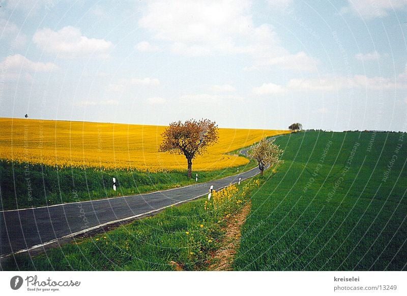 so green Field Canola Canola field Calm Sky Nature Street