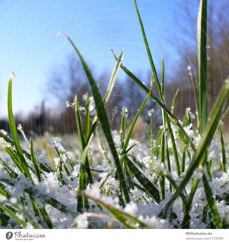 April weather Grass Meadow Morning Wayside To go for a walk Winter Spring Thaw Cold Wet Freeze Tree Green Snow Lanes & trails Drops of water Blue Sky Lawn