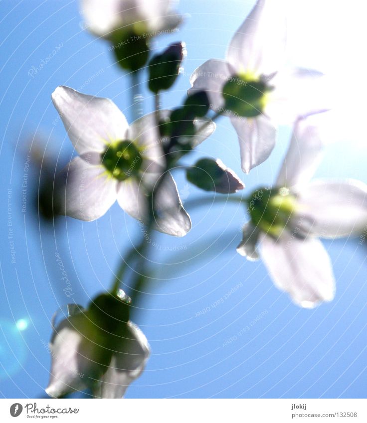 Earlyüüühling III Blossom Flower White Light blue Back-light Green Plant Growth Flourish Seasons Spring Summer Worm's-eye view Nature Jump Beautiful Sky Lamp