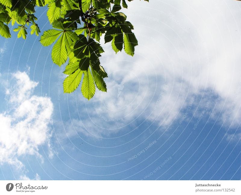 The infinite lightness of being Leaf Tree Chestnut tree Chestnut leaf Lighting Translucent Clouds Green Relaxation Spring Sprout Growth Ease Life Fresh Sun