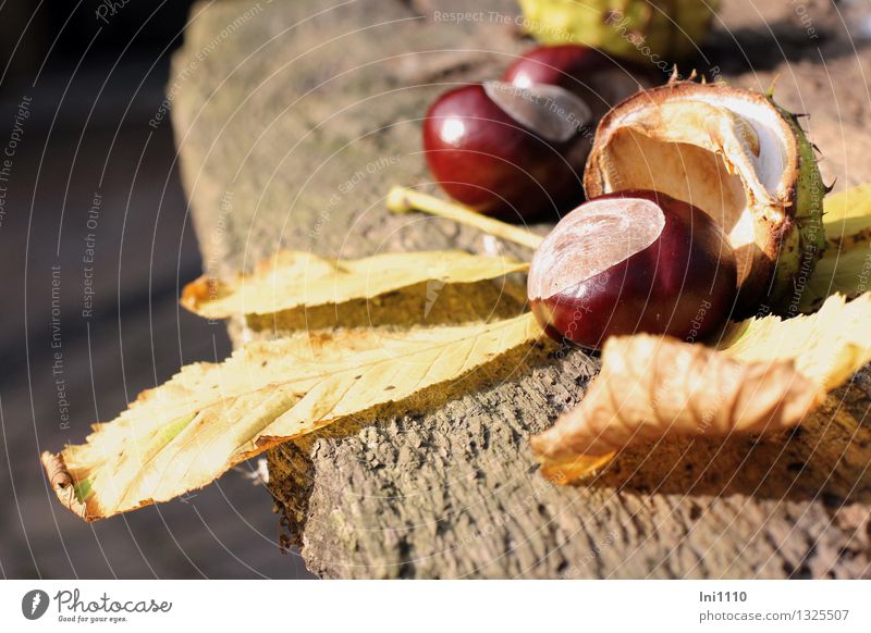 chestnuts Plant Sunlight Autumn Tree Wild plant Chestnut Garden Park Field Forest Touch To fall Glittering pretty naturally Thorny Brown Yellow Gray Green Black