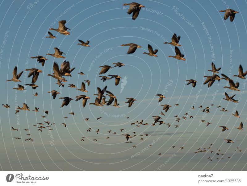 mass start Environment Nature Sky Animal Farm animal Wild animal Goose Group of animals Flying Infinity Blue Love of animals Homesickness Wanderlust