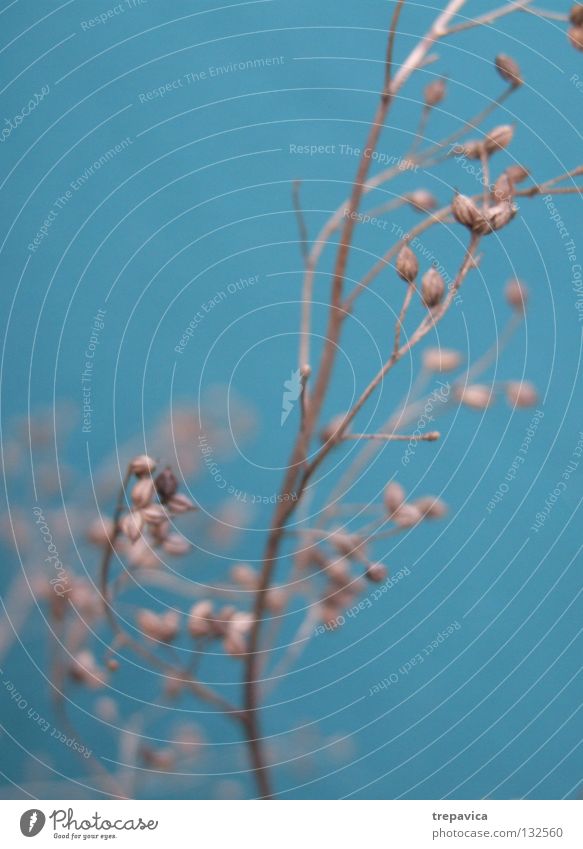 branch Background picture Dry Green Blossom Flower Plant Brown Autumn Blur Decoration Environment Dried Dried flower Twig Branch Blue Wild animal Nature