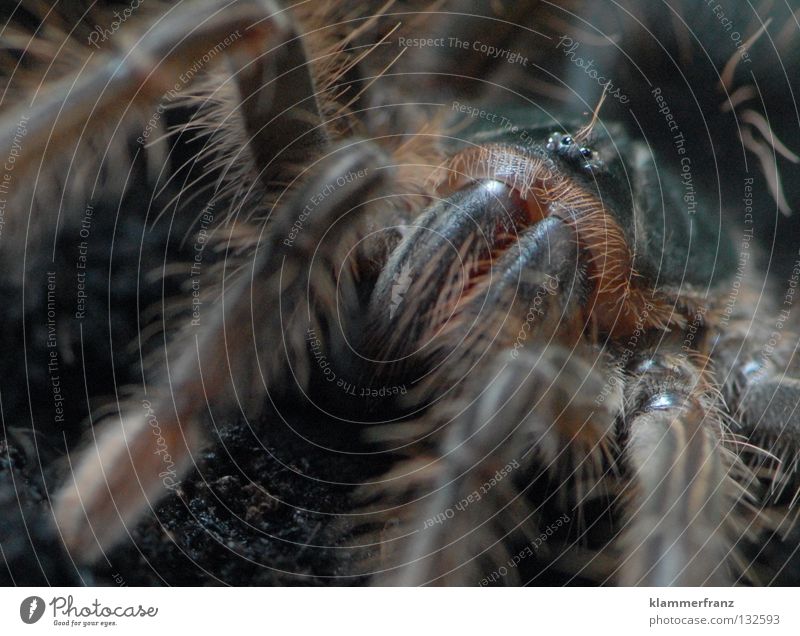 iiiiiiiiiiiiiiiiiiiiiiiiiiih Monster theraphosa Bird-eating spider Macro (Extreme close-up) giant bird-eating spider Detail Section of image Spider legs