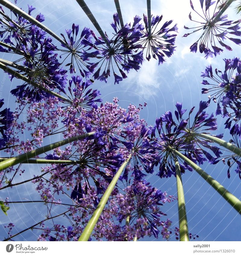 blue in blue... Plant Sky Beautiful weather Flower agapanthus decorative lily Garden Blossoming Illuminate Growth Esthetic Fragrance Natural Above Blue Violet