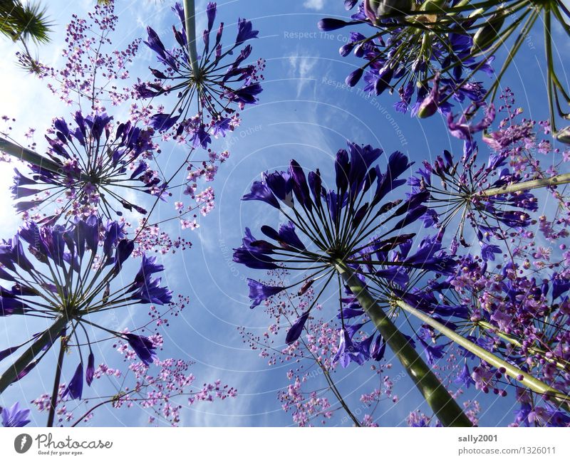 blue Plant Sky Summer Beautiful weather Flower agapanthus decorative lily Illuminate Growth Esthetic Large Above Blue Violet Blossoming Upward Skyward Fragrance