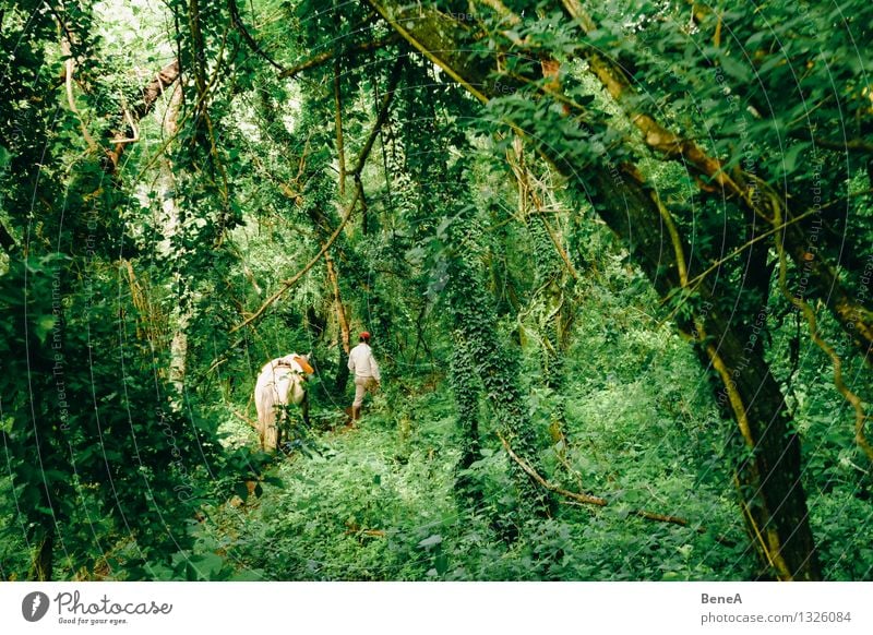 gaucho Ride Trip Hiking Gaucho Agriculture Forestry Human being Masculine 1 Environment Nature Landscape Plant Animal Tree Foliage plant Virgin forest Argentina