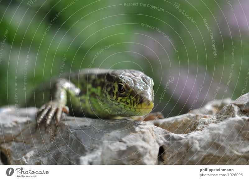 lizard Nature Animal Beautiful weather Garden Park Meadow Wild animal 1 Crawl Gray Green Survive Environment Environmental pollution Environmental protection