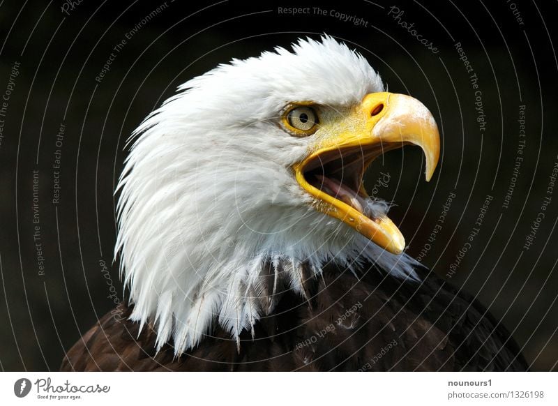 The Scream Animal Wild animal Bird African fish eagle 1 Eagle eagle eye plumage Bird of prey cry Beak Sharp Colour photo Exterior shot Detail Day Light