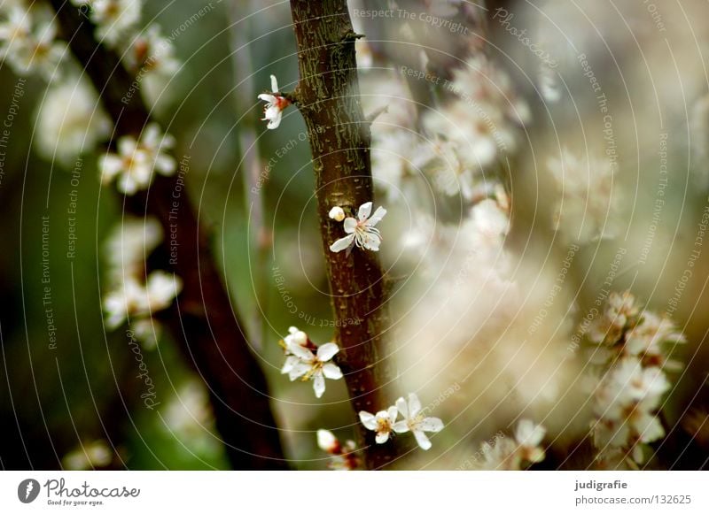 It blooms Blossom Tree Spring Environment Growth Flourish Beautiful Delicate Colour Nature Fragrance Branch Twig