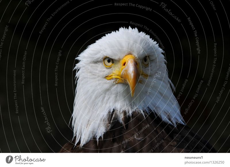 strong Animal Wild animal Bird African fish eagle 1 Athletic Brown Yellow White Brave "eagle eagle eye Eyes Looking plumage Bird of prey headshot portrait tart