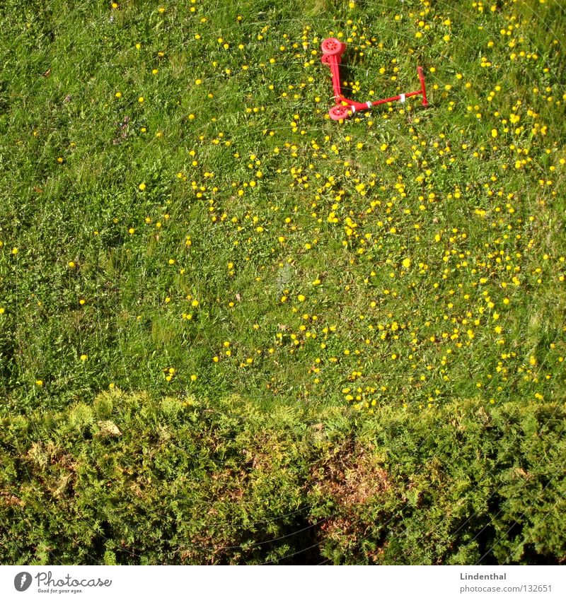 Dandelion scooter II Meadow Red Hedge Grass Summer Bird's-eye view dandelion Scooter