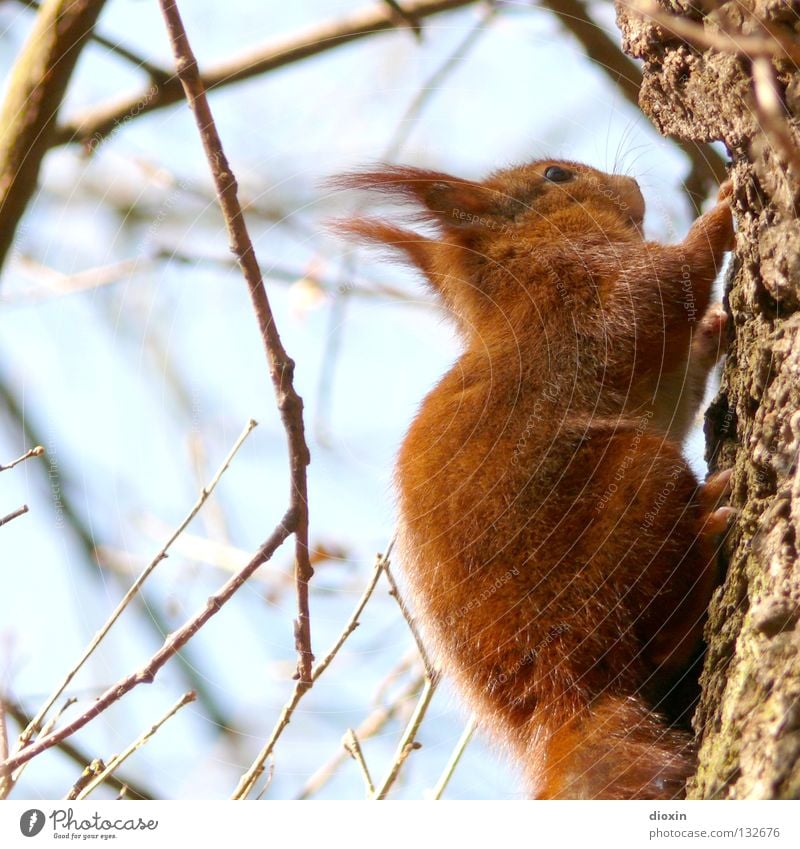 bobtailed Squirrel Oak tree Rodent Mammal Pelt Tails Bushy Button eyes Nutrition Forest Hair and hairstyles Paintbrush Sweet Cute Brown Paw Spring Tree Go up