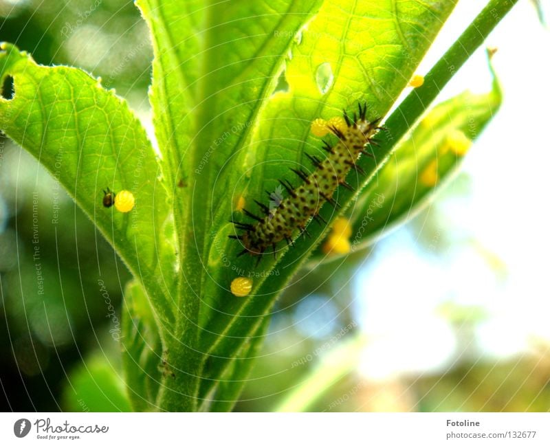 Metamorphosis - from egg, to caterpillar, to butterfly Plant flaked Butterfly To feed Butterfly Garden Zoo Slip Caterpillar Egg Hollow Doll pupated Animal green