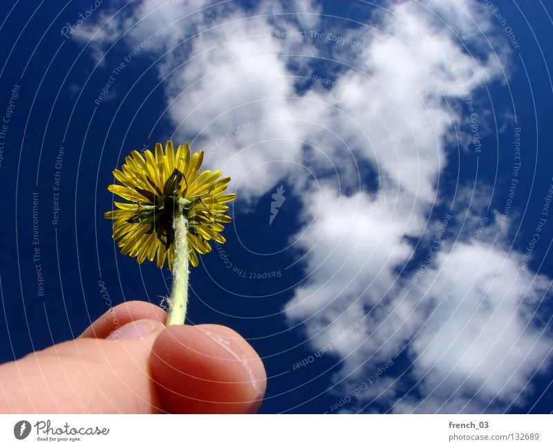 Floral Experience (100) Flower Dandelion Yellow Green Stalk Hand Fingers Thumb Forefinger Fingernail Clouds Skin color Blossom Blossom leave Light Pattern Plant