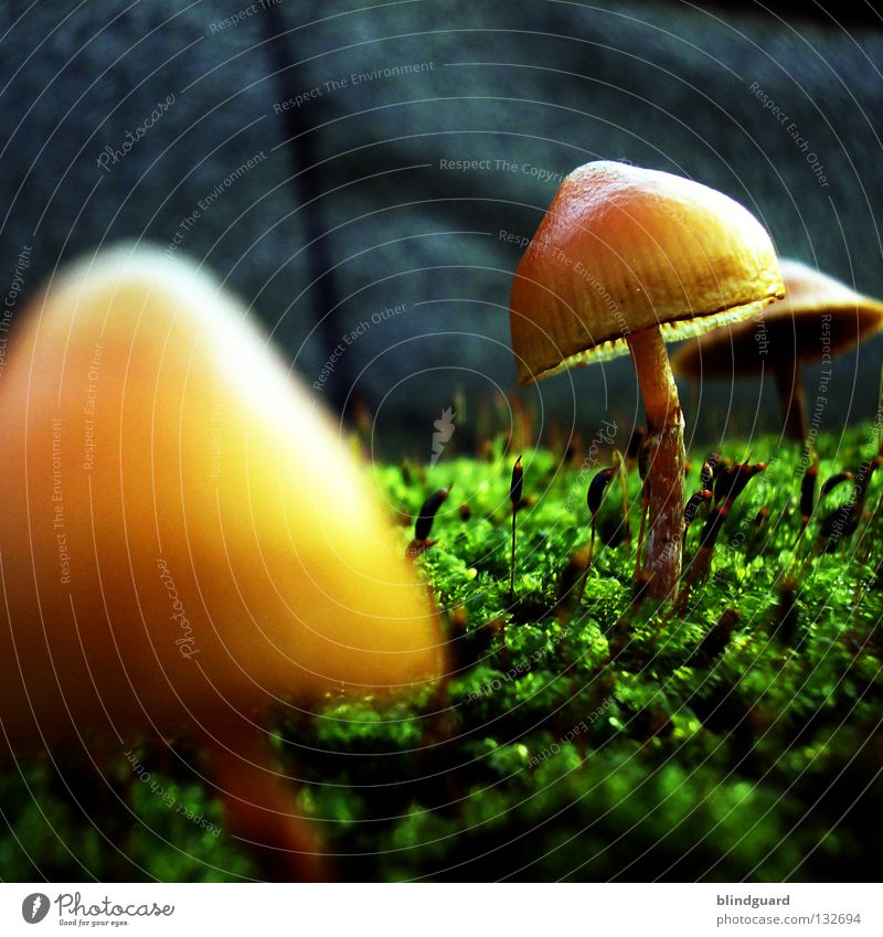 Last View To The Mushroomplanet Close-up Small Sunshade Plant Environment Macro (Extreme close-up) Protozoa Green Growth Autumn Yellow Nature Wall (barrier)