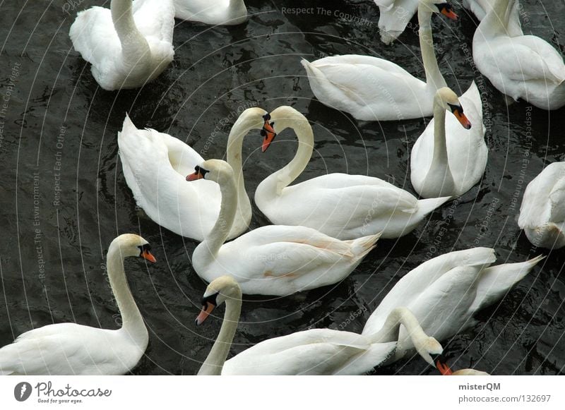 And Found. Swan White Dark Lake Love Beak Water Calm Pond Romance What Cripple Flirt Loyalty Symbols and metaphors Yin and Yang Bird Red Feather Relationship