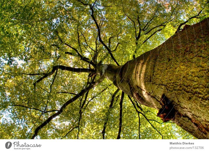 TREE Tree Forest Leaf Deciduous tree Virgin forest Tree bark Wood Raw materials and fuels Worm's-eye view Tall Colossus Might Megalomania Leaf canopy Green