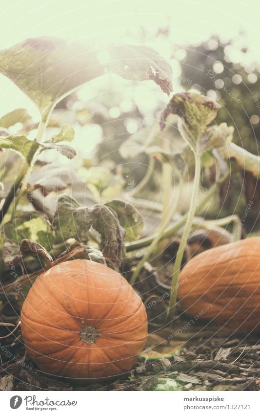 pumpkin Food Vegetable Pumpkin Pumpkin time Pumpkin plants Pumpkin seed Pumpkin field Nutrition Organic produce Vegetarian diet Diet Fasting Elegant