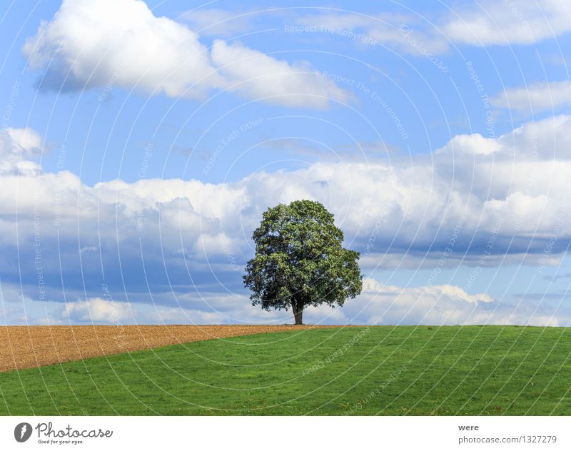 the tree Environment Nature Landscape Plant Clouds Summer Climate Weather Beautiful weather Tree Leaf Wild plant Field Wood Contentment Joie de vivre (Vitality)