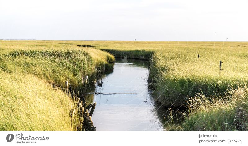 sluice Vacation & Travel Tourism Trip Summer vacation Environment Nature Landscape Meadow Coast River bank North Sea Bog Marsh Brook St Peter Ording