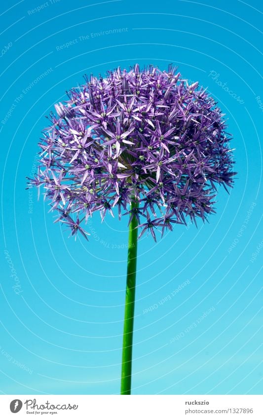 Giant leek, allium, giganteum, Nature Plant Blossom Blossoming Free Blue Violet giant leek Leek giant allium giant balloon leek Himalayan giant garlic Himalayas