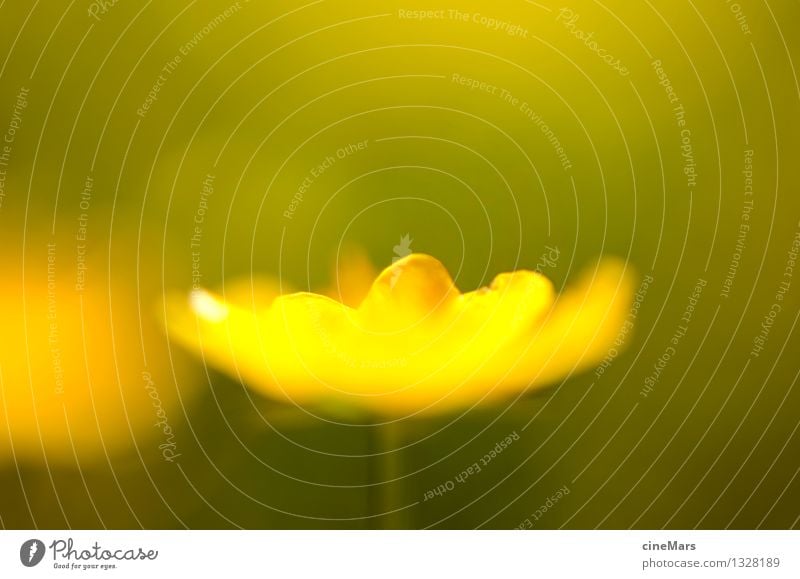 Buttercup in back light Nature Landscape Plant Sun Summer Beautiful weather Warmth Flower Blossom Foliage plant Meadow Hill Alps Mountain Blossoming Fragrance