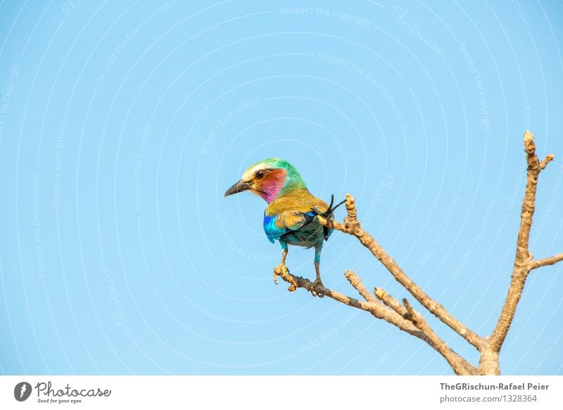 variegated Animal Bird 1 Blue Brown Multicoloured Yellow Gold Green Violet Pink Red Black White Living thing Beak Flying Metal coil Branch Rest Sit Noble