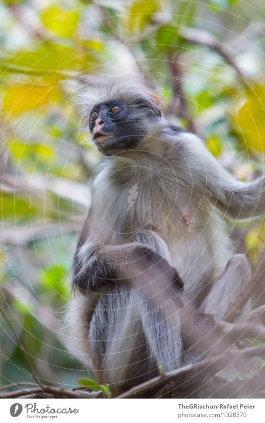 Whaaaat Animal 1 Brown Gray Green Black Silver White Monkeys Tree Climbing Nerviness Looking Hair and hairstyles Pelt Sit Ready Leaf Mother Face Colour photo