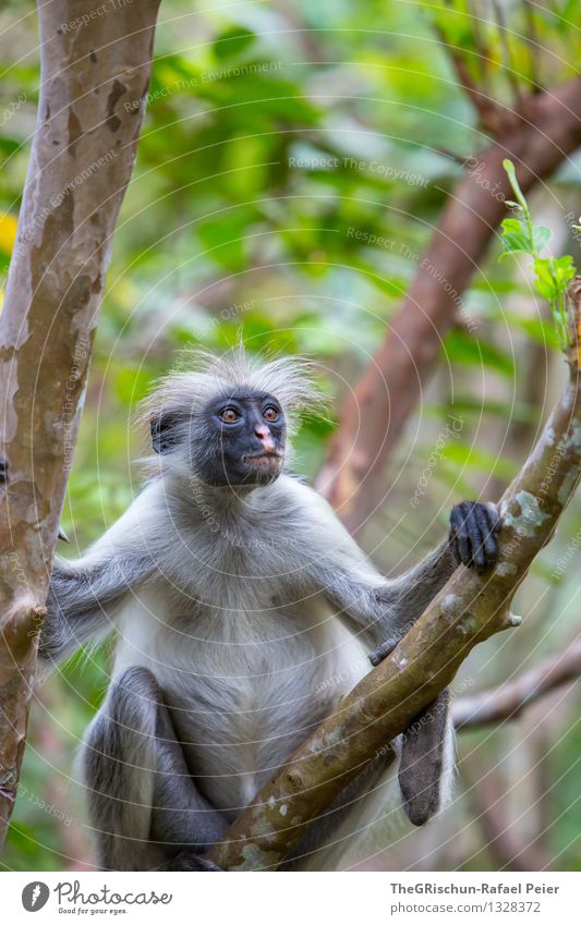 little monkey Animal 1 Brown Yellow Gray Green Black Silver White Monkeys Apes Tree Zanzibar Relaxation Hang Hair and hairstyles Face Expression Leaf