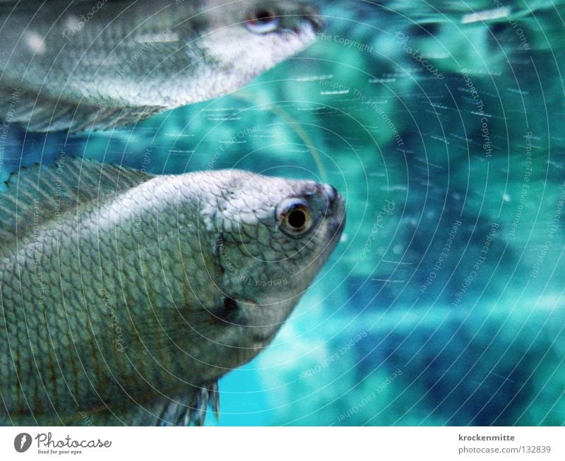 Do we know each other? Aquarium Underwater photo Dive Surface of water Reflection Mirror image Gill Fish Blue Water Water wings Barn Doppelganger Fisheye Date